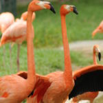 luca_barberis_flamingos