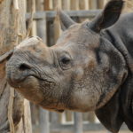 rinoceronte luca barberis