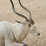 antilope luca barberis