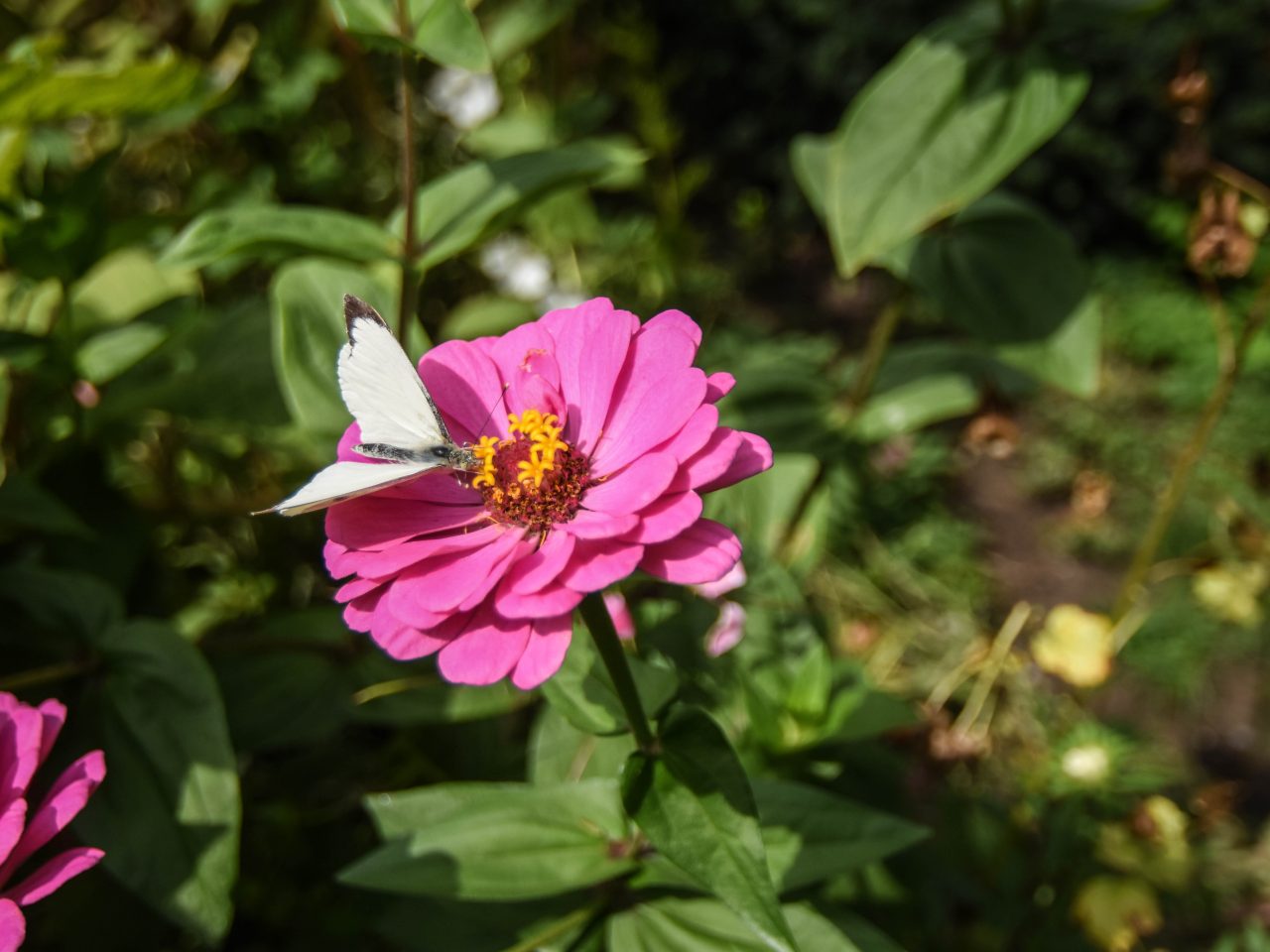 Flower