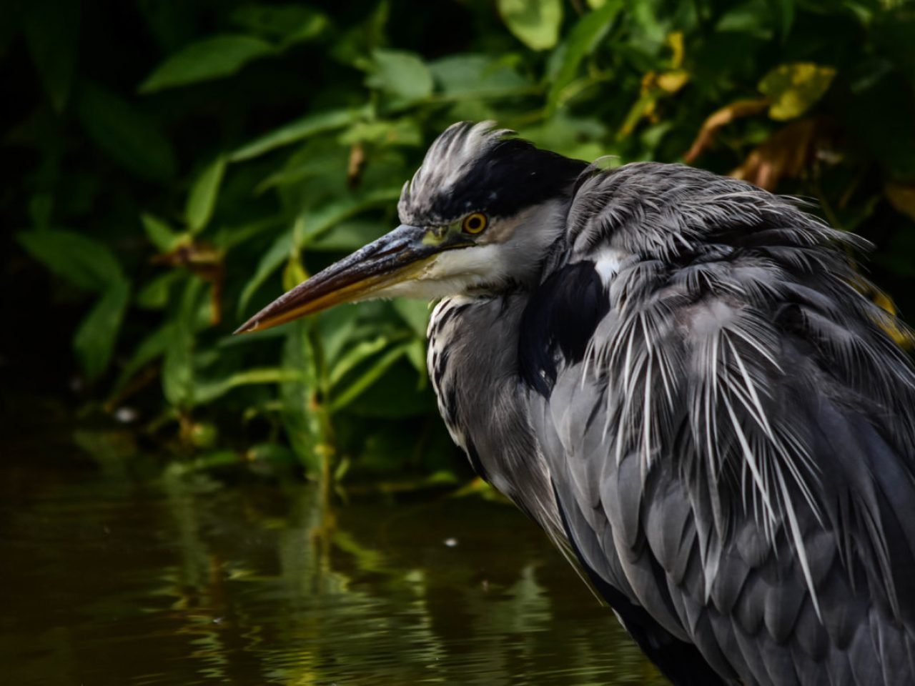Grey heron